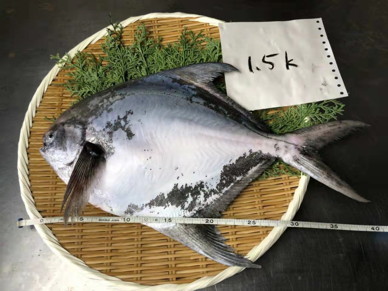 鲳魚1-2